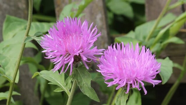 Flowering Persian cornflower (Psephellus dealbatus, syn. Centaurea dealbata) plant in summer garden