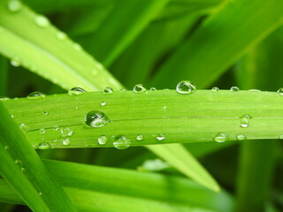 Daylily leaves after the rain, Sainte-Apolline, Québec, Canada