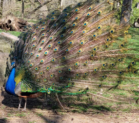 Obraz premium beautiful male peacock showing its feathers