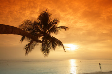 Fototapeta na wymiar Palm tree at sunset, Biyadhoo island, Maldives