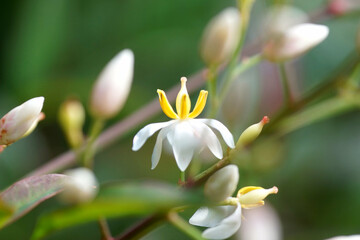 ナンテンの花　6月