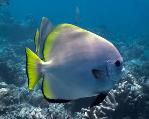 Sipadan Island Underwater Coral Fish
