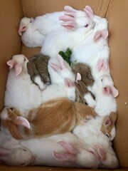 the life of the rabbit