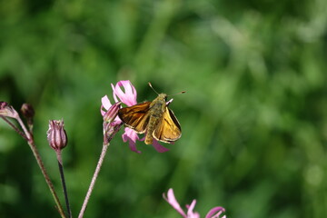 male large skipper butterfly (Ochiodes sylvanus) feeding on ragged robin flowers