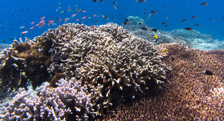 Naklejka na ściany i meble Sipadan Island Underwater Coral Fish