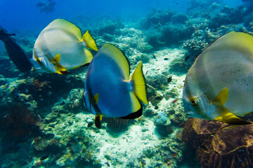 Obraz na płótnie Canvas Sipadan Island Underwater Coral Fish