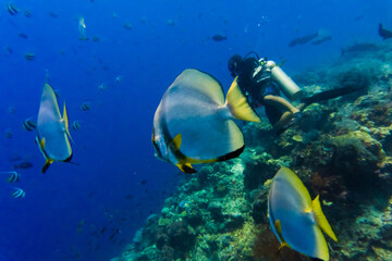 Sipadan Island Underwater Coral Fish