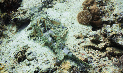 Sipadan Island Underwater Coral Fish