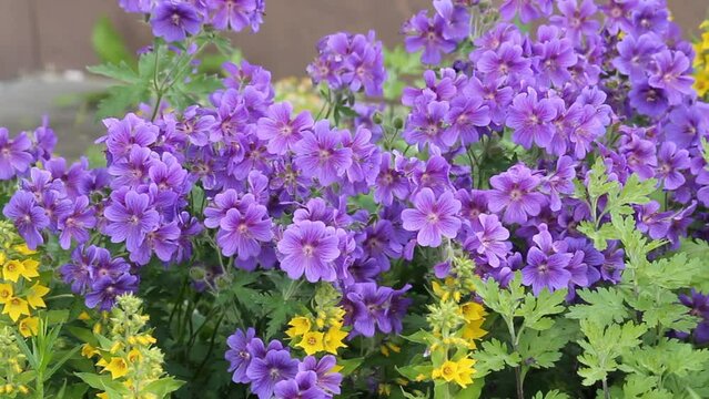 Flowers of purple cranesbill (Geranium magnificum) plant in summer garden