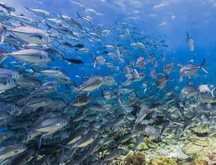 Fototapeta premium Sipadan Island Underwater Coral Fish