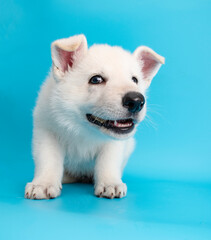 cute white labrador dog puppy studio portrait on isolated background