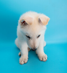 white dog puppy labrador studio portrait on isolated background