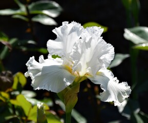 white flower