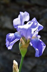 iris flower isolated on black