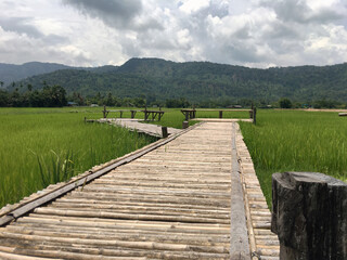 Obraz premium Viewpoint in the rice fields