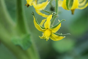 トマトの花　アップ　家庭菜園　6月