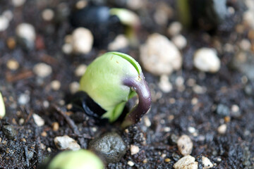 黒大豆（丹波黒）　発芽　6月