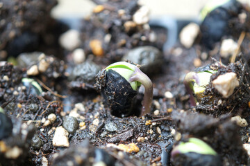 黒大豆（丹波黒）　発芽　6月