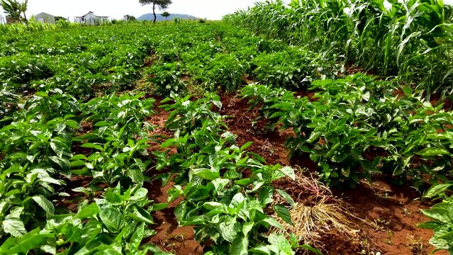Capsium farm. Loitokitok-Kenya-March 2021:-Loitokitok, Kenya. Food production in Africa Kenya by farmers. poor farmers-poor farms. Corn-Maize farm ,view of drone-Agriculture Africa. Agronomics.