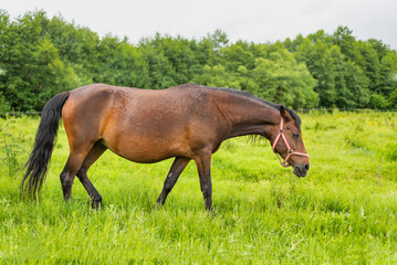 Fototapeta premium Mountain horse grazes grass on green meadow on cloudy summer day
