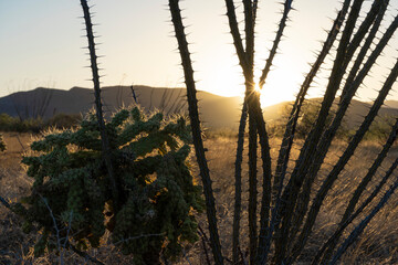 Thorny plants at sunset in the Arizona desert