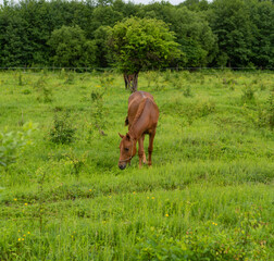 Naklejka premium Mountain horse grazes grass on green meadow on cloudy summer day