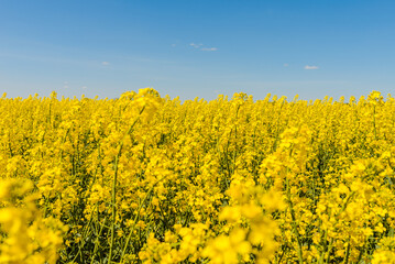Obraz premium Agricultural field with rapeseed plants,blue sky. Oilseed, canola, colza. Nature background. Spring day landscape.Selective focus.