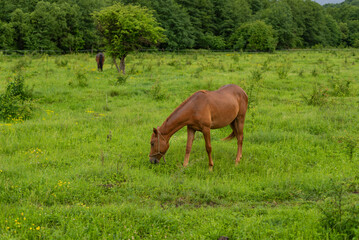 Mountain horse grazes grass on green meadow on cloudy summer day
