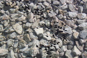 hundreds of tadpoles in the water - stones in the background