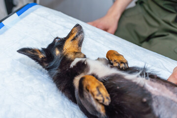 Dog lie on operating table in veterinarian's clinic.A veterinarian is sitting next to him, preparing for surgery.