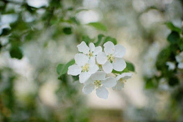 Blooming white apple tree in the garden