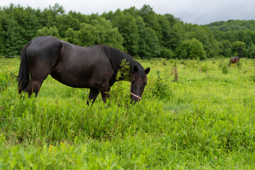 Mountain horse grazes grass on green meadow on cloudy summer day