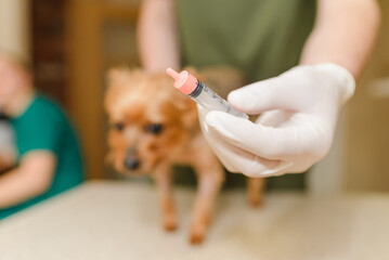 Yorkshire terrier dog at the veterinary doctor to receive anti vermin medication held by healthcare...