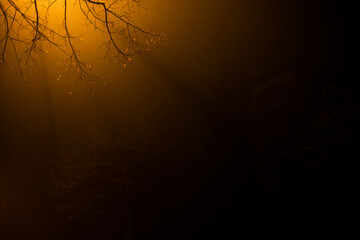 Obraz premium winter tree at night