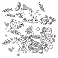 Vector aquarium. Exotic fish with seaweed, shell, corals. Linear cartoon pets for your design. Illustration of underwater life for antistress coloring book. 