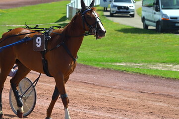 cheval, cheval de course
mammifère ,sport, hippisme, hippodrome,pur sang,