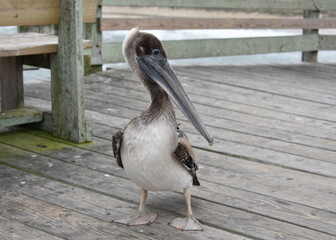 Brown Pelican on Avalon Pier