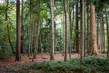 Fototapeta premium trees in the forest
