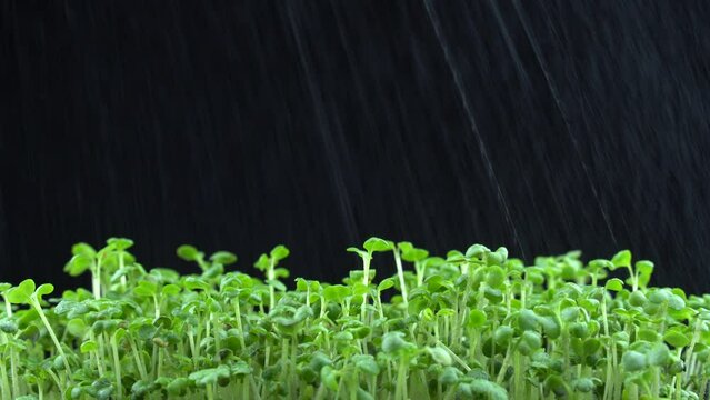 Watering mustard microgreens. Water is sprayed on green plants sinapis alba. Splashed on juicy young sprouts in containers. Germination of mustard seeds. Healthy nutrition and organic food.