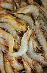 Freshly caught shrimp close-up. Background.