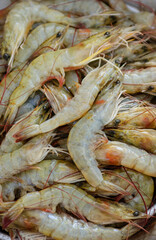 Freshly caught shrimp close-up. Background.