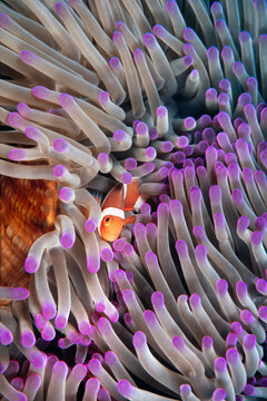 Clownfish, Amphiprion ocellaris, hiding in host sea anemone Heteractis magnifica, Manado, Indonesia 