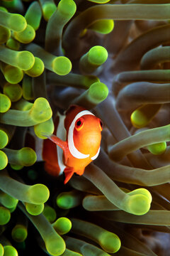 Clownfish, Amphiprion ocellaris, hiding in host sea anemone Heteractis magnifica, Wakatobi, Indonesia        
