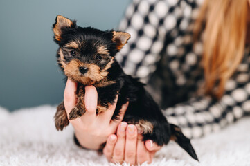 Little Puppy in Hands on Blue Background. Yorkshire Terrier Multicolored. Pet Dog Care Concept