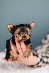 Little Puppy in Hands on a Blue Background. Yorkshire Terrier Brown black Color.