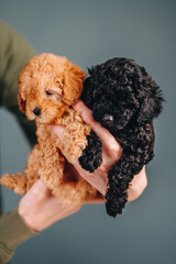 Colorful Portrait of Two Puppies on a Blue Background. Red and Black Curly Toy Poodle in Male Hands