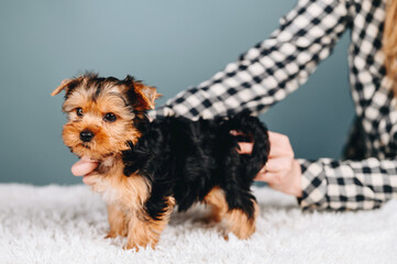 Yorkshire Terrier black and brown. Hands Hold Little Puppy On Four Paws On A Blue Background.
