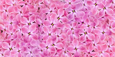 Fototapeta premium Pink lilac flowers. Floral spring backgraund. Lots of flowers and lilac petals. Nature.