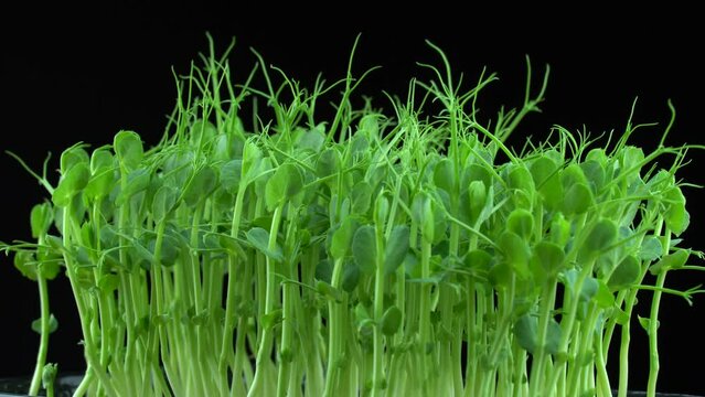 Pea microgreens rotation on black background. Green plants pisum germination. Juicy young sprouts in containers. Germination of beanstalk crop seeds. Healthy nutrition and organic food.