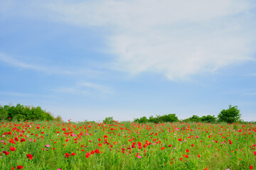 ポピー　春の空
